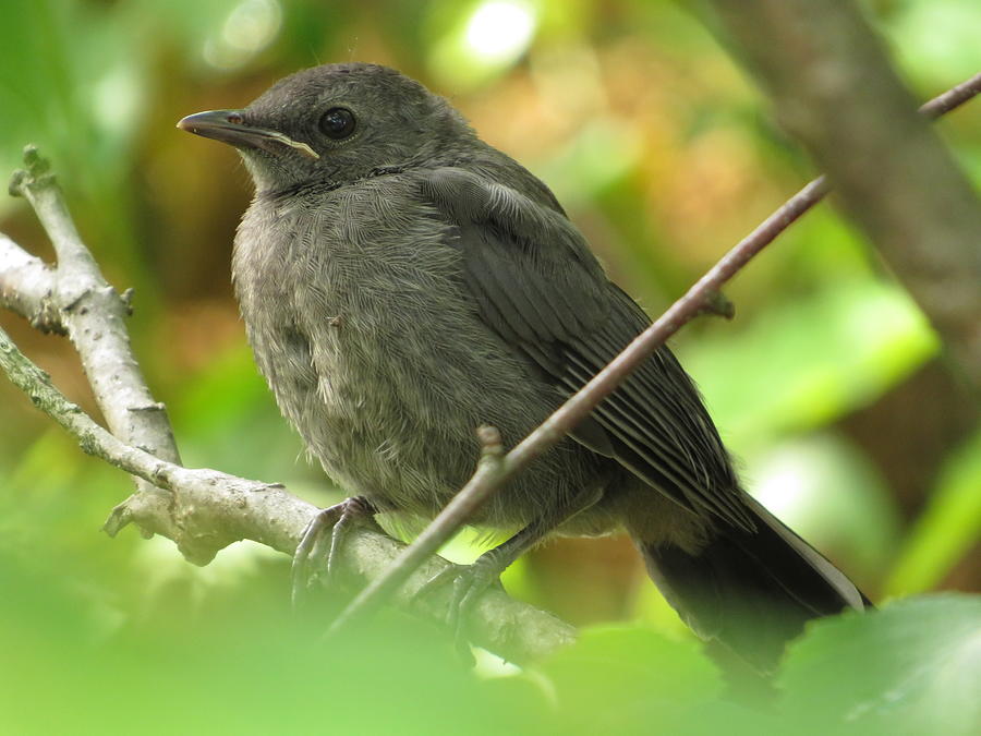 Juvenile Gray Catbird - #15054 Photograph by StormBringer Photography ...