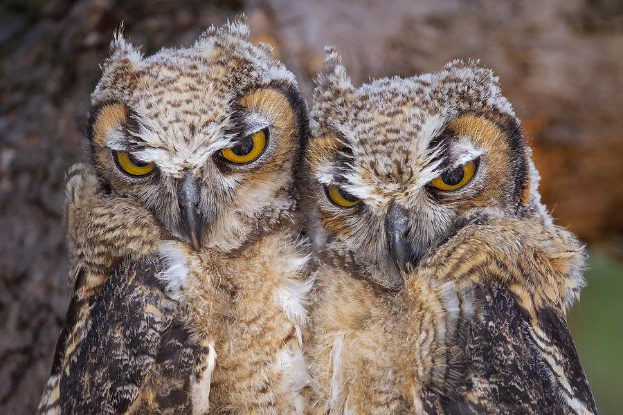 Juvenile great-horned owl Photograph by Mallardg500