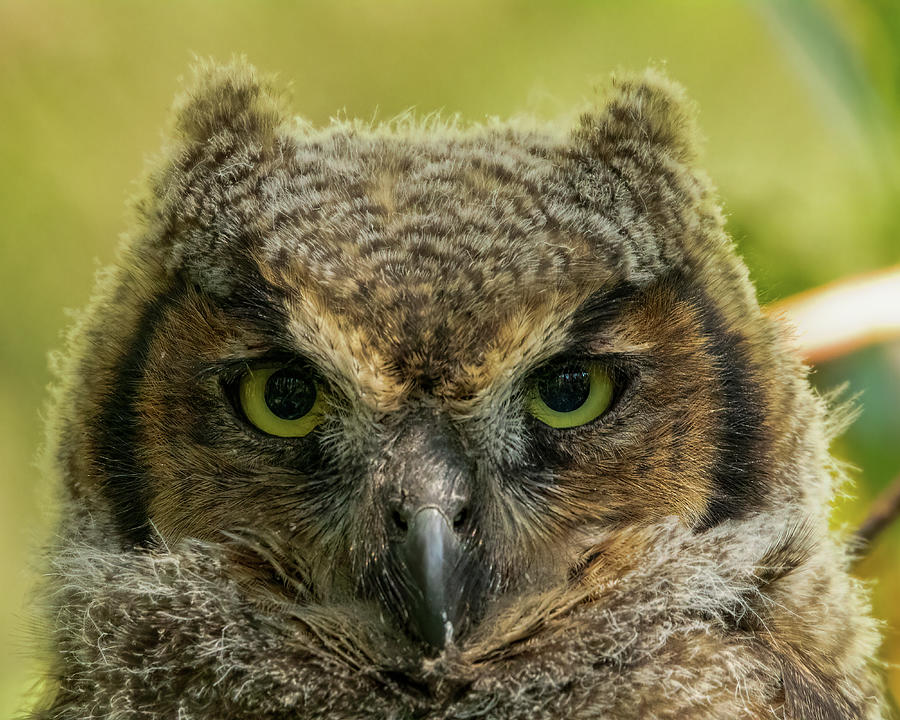 Juvenile Great Horned Owl Portrait #3 Photograph by Red Earth ...