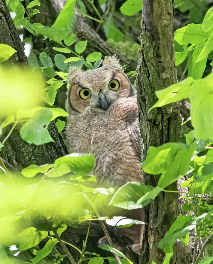 Juvenile Great Horned Owl  Photograph by Scott Miller