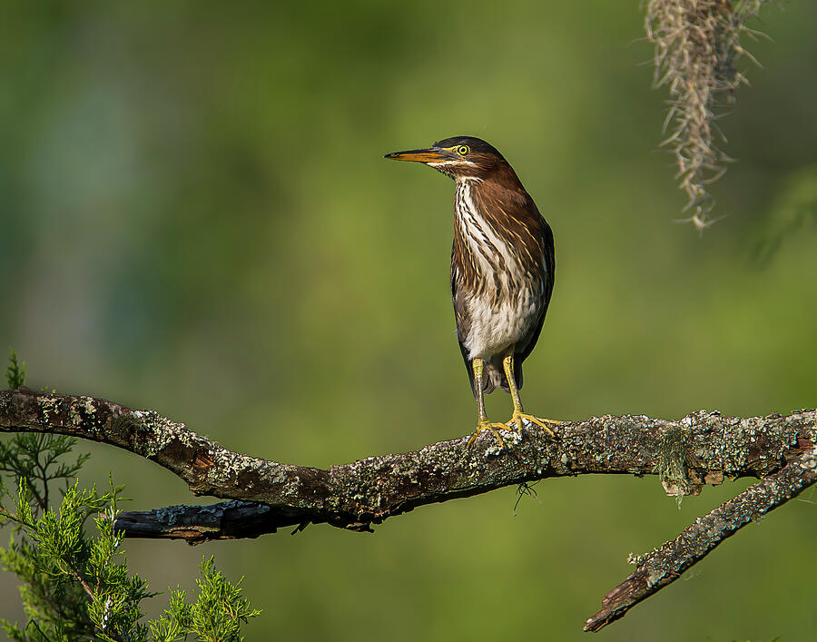 Juvenile Green Heron Photograph by Daniel Fleming Juvenile Green Heron Photograph by Daniel Fleming