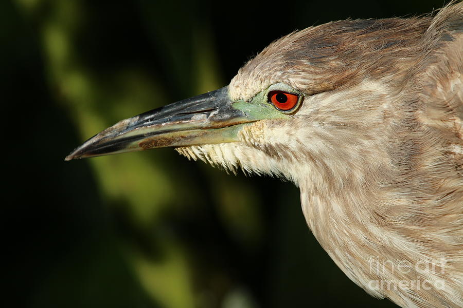 Juvenile Green Heron Portrait Photograph by Christiane Schulze Art And Photography