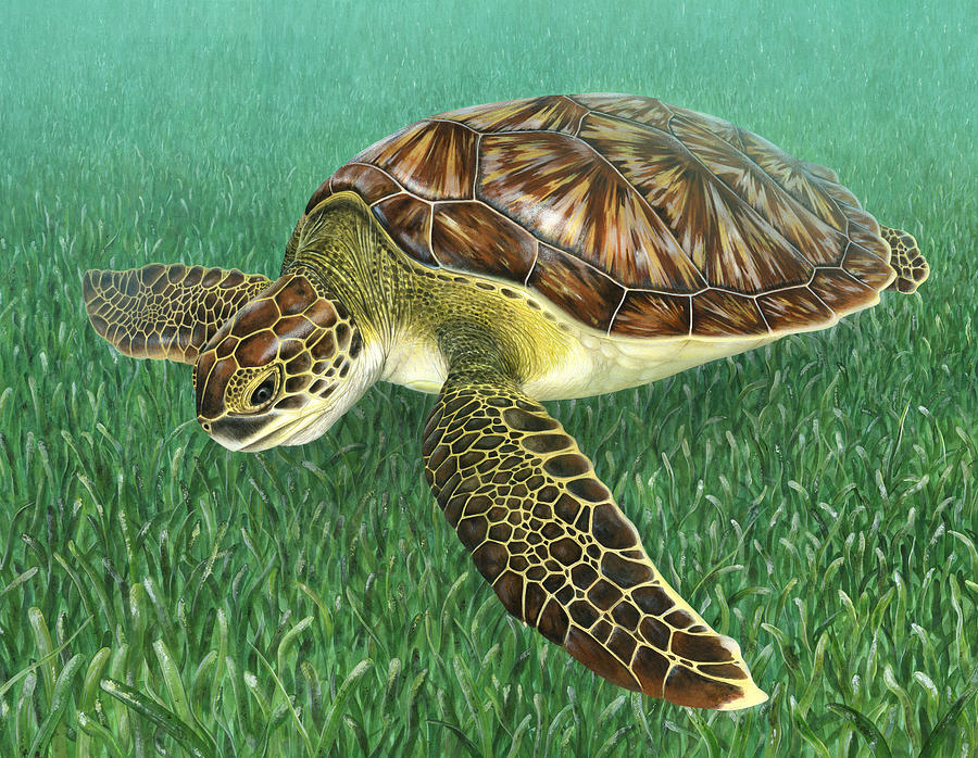 Juvenile Green Turtle Over Seagrass Painting by Dawn Witherington