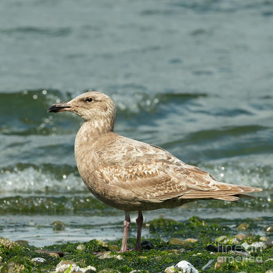 Nature Photograph - Juvenile Gull on a Seattle Shoreline by Nancy Gleason