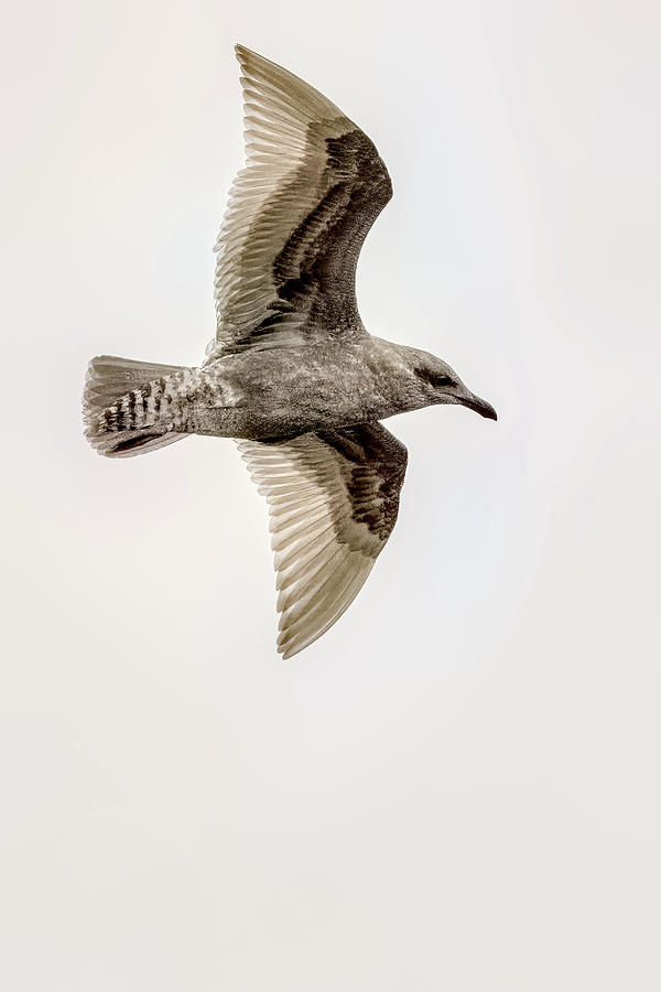Juvenile Gull Soaring Photograph by Timothy Anable