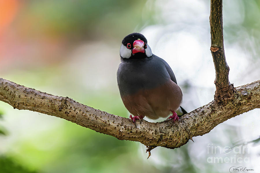 Juvenile Hawaii Java Finch resting on a Tree Branch Photograph by ...