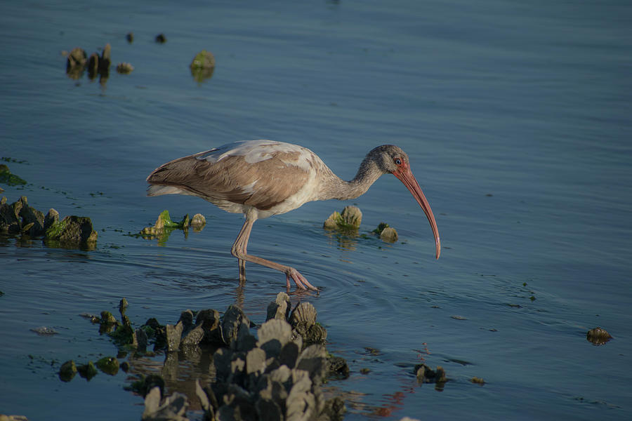 Bird Photograph - Juvenile Ibis Searching for Food - 4 by Katlyn Reynolds