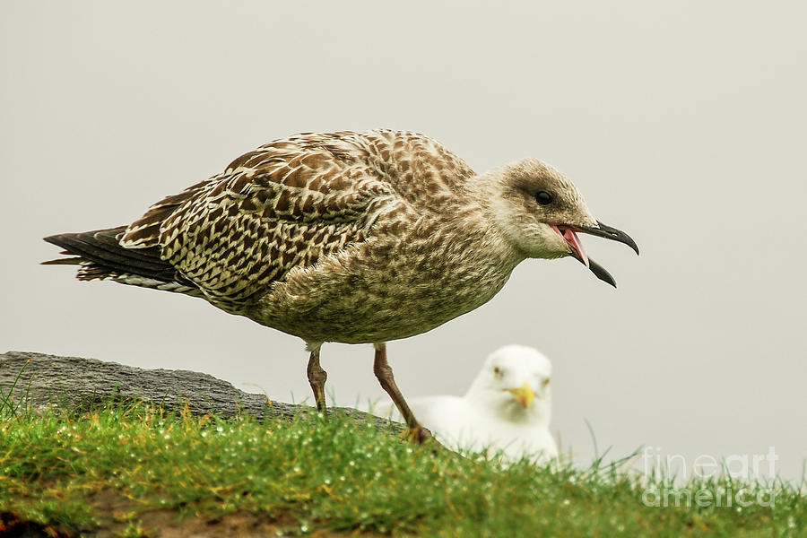 Nature Photograph - Juvenile Herring Gull in Western Ireland by Nancy Gleason