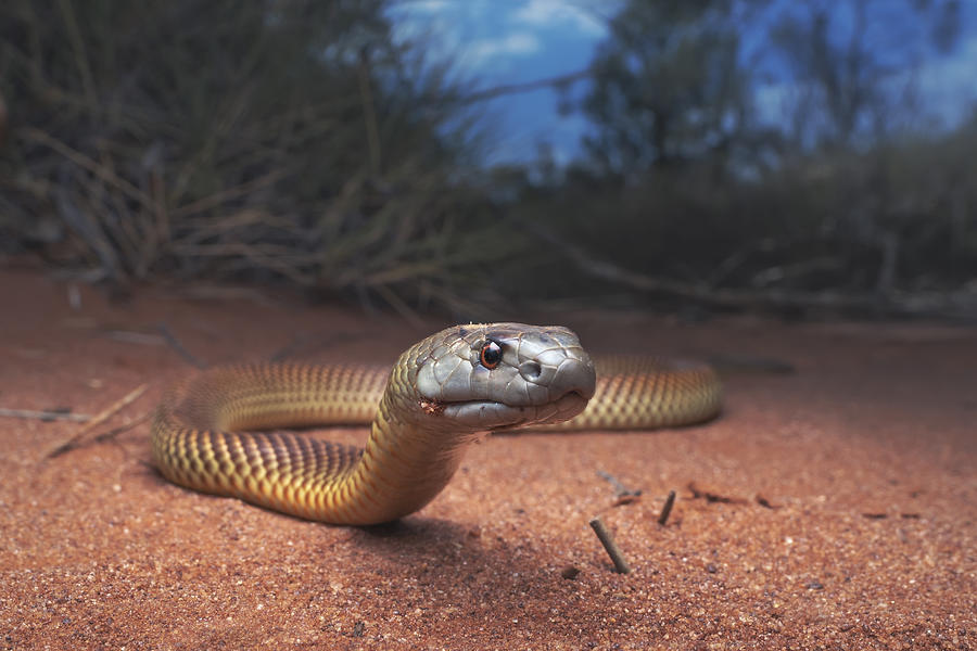 Juvenile king brown/mulga snake (Pseudechis australis) near spinifex vegetation Photograph by Kristian Bell