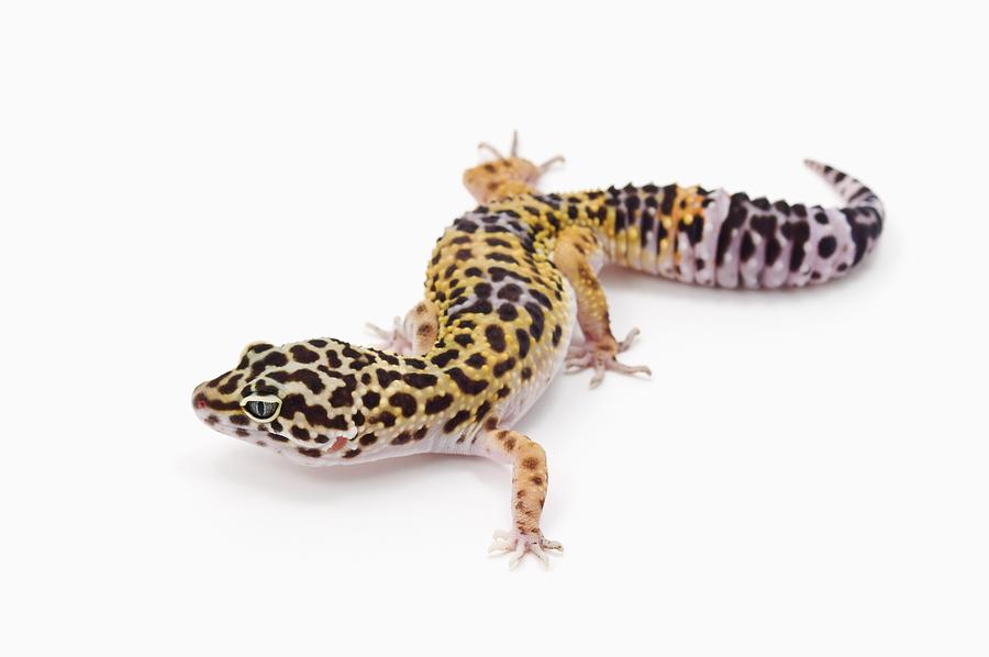 Juvenile Leopard Gecko (Eublepharis Macularius) Photograph by Design Pics / Corey Hochachka