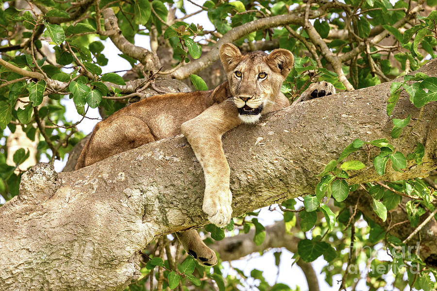 Juvenile lion in a tree. The Ishasha sector of Queen Elizabeth N Photograph by Jane Rix