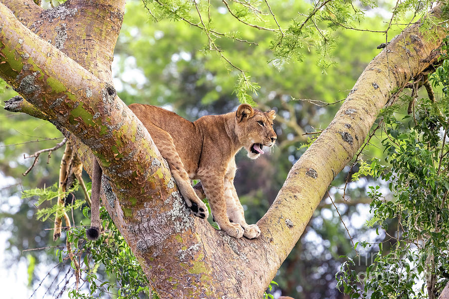 Juvenile lion in a tree. The Ishasha sector of Queen Elizabeth National Park is famous for the tree climbing lions, who climb to escape heat and insects, and have a clear vantage point. Uganda Photograph by Jane Rix
