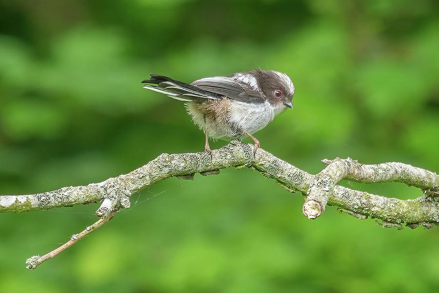 Juvenile Long-tailed Tit Photograph by James Lamb Photo