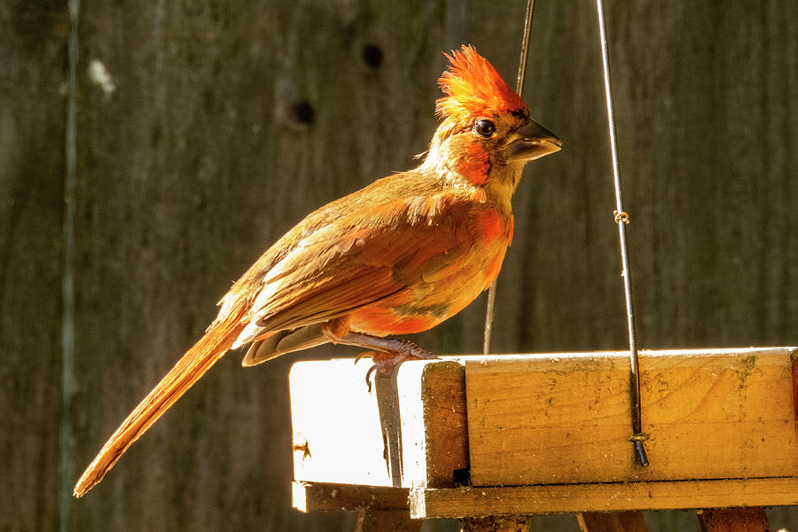 Juvenile Male Cardinal Photograph by J M Farris Photography