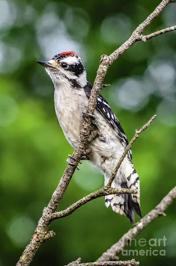 Juvenile Male Downy Woodpecker Photograph