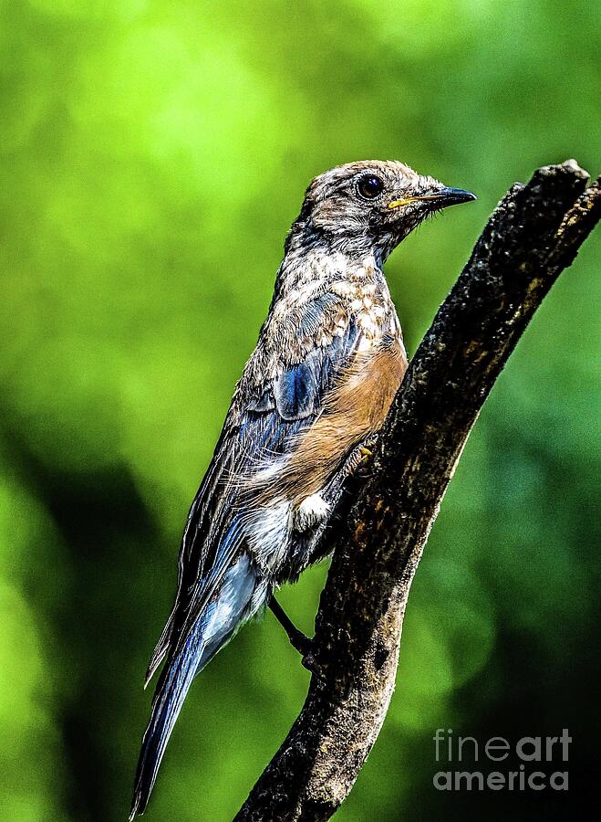 Juvenile Male Eastern Bluebird Is Growing Up Photograph