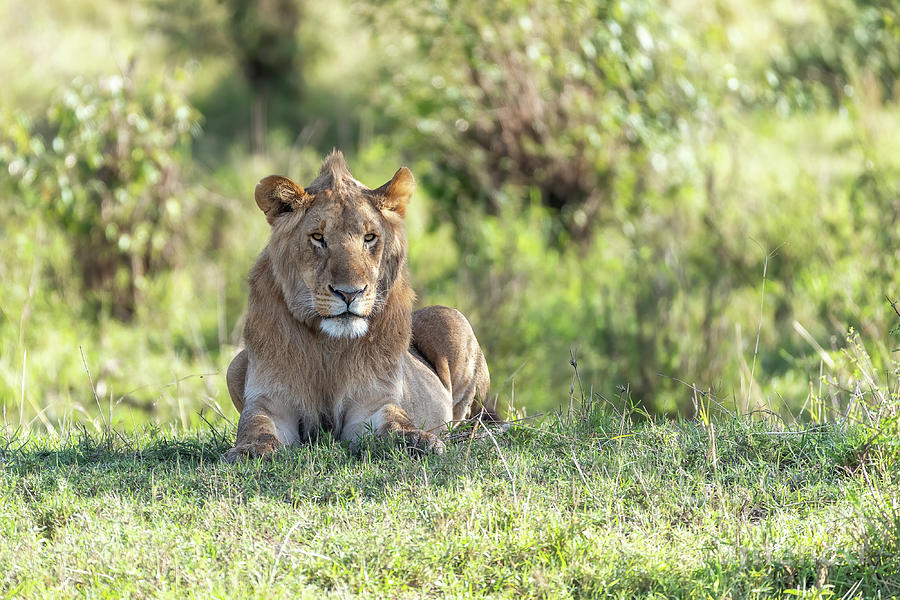 Juvenile male lion rests in the shade. Masai Mara, Kenya. Photograph by Jane Rix