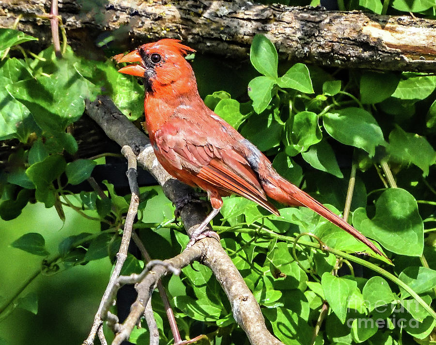 Juvenile Male Northern Cardinal Perching Photograph