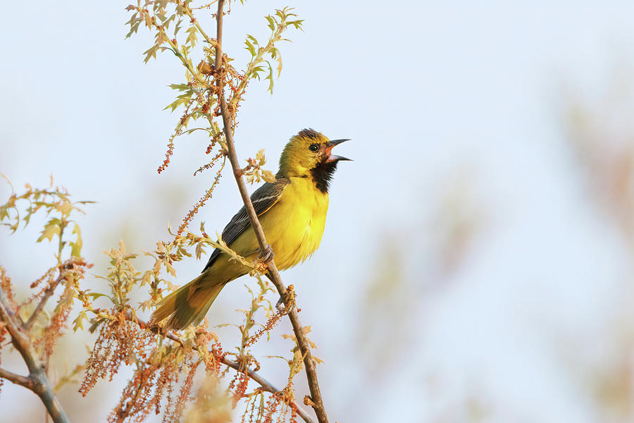 Juvenile Male Orchard Oriole Photograph by Benway-Blanchard Images ...