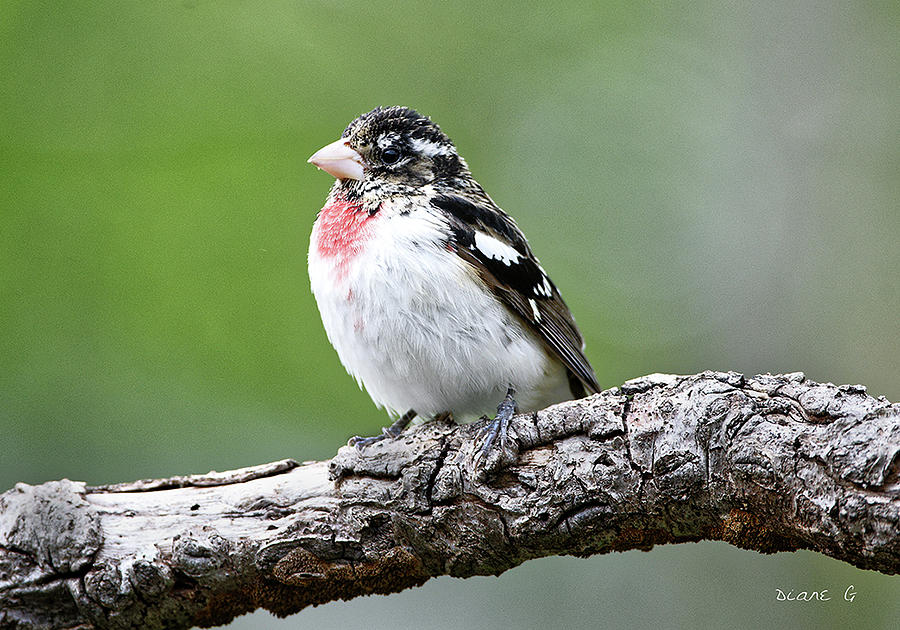 Juvenile Male Rose Breasted Grosbeak Photograph By Diane Giurco Fine Art America