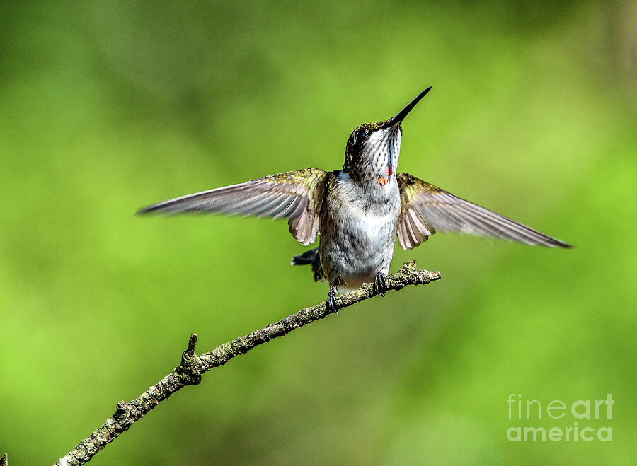 Juvenile Male Ruby-throated Hummingbird Landing Photograph