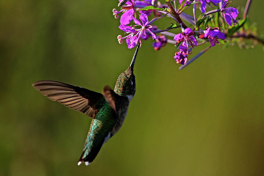 Juvenile Male Ruby-throated Hummingbird Photograph by David Lipsy ...