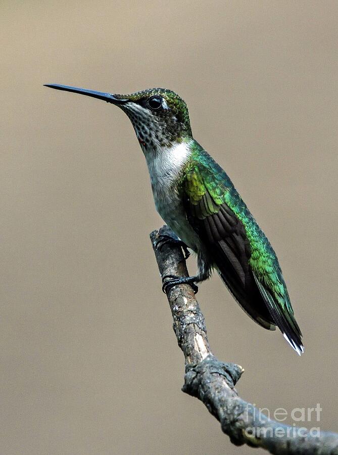 Juvenile Male Ruby-throated Hummingbird Taking A Time Out Photograph