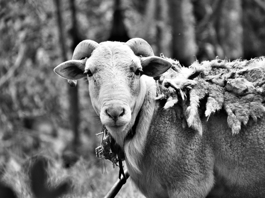 Juvenile male sheep Photograph by Terri Schwartz | Fine Art America