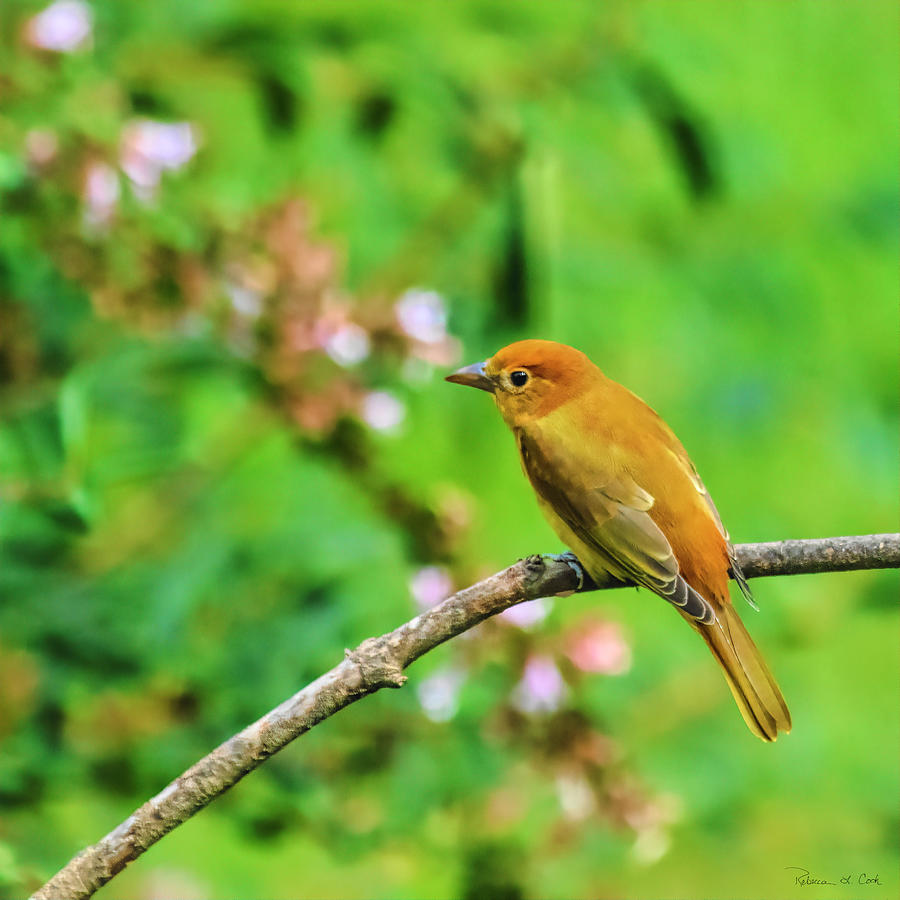 Juvenile Male Summer Tanager South Carolina Photograph by Bellesouth Studio