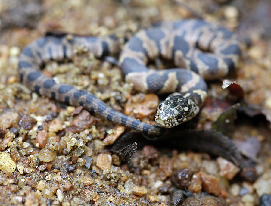 Juvenile Midland Water Snake Photograph By Ronnie Corn Fine Art America