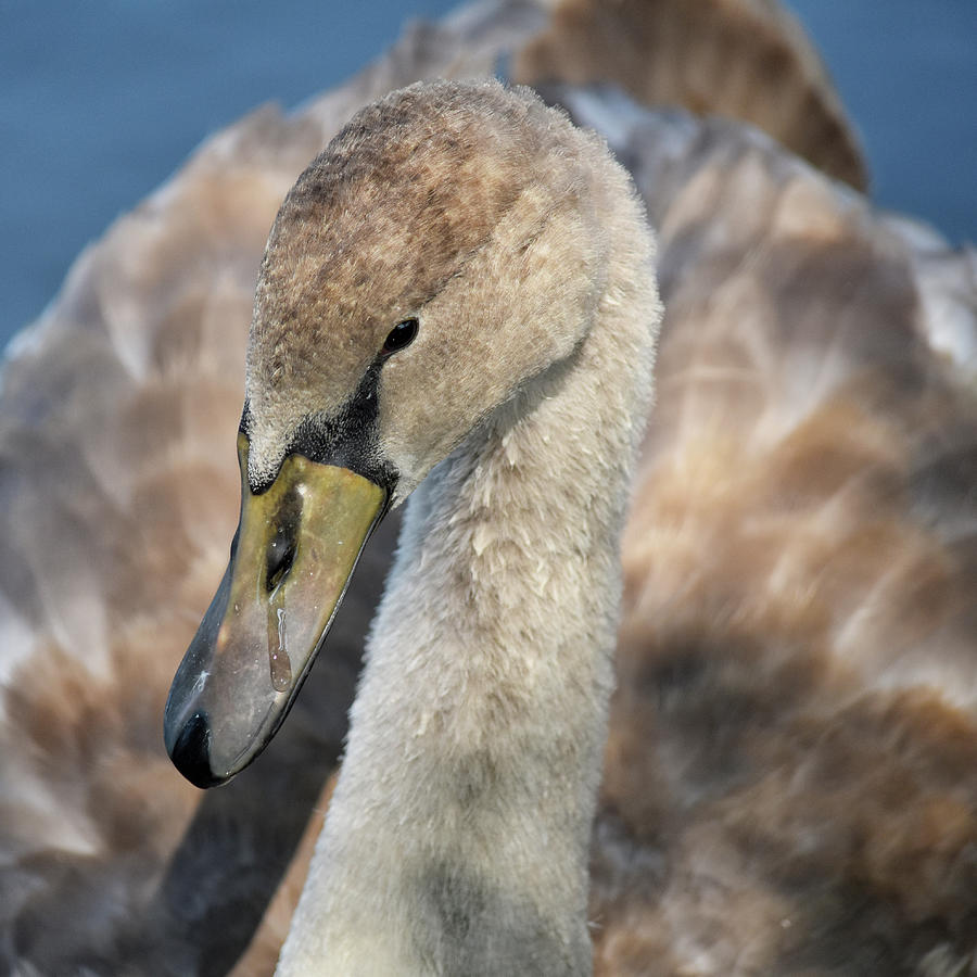 Juvenile Mute Swan Portrait Photograph by Maria Keady Pixels