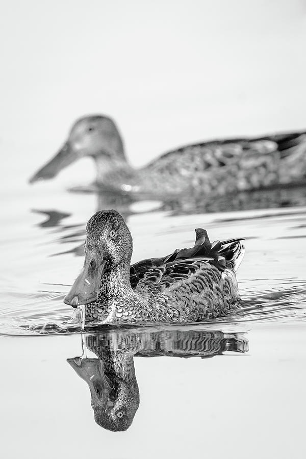 Juvenile Nortern Shoveler duck Photograph by Mike Fusaro