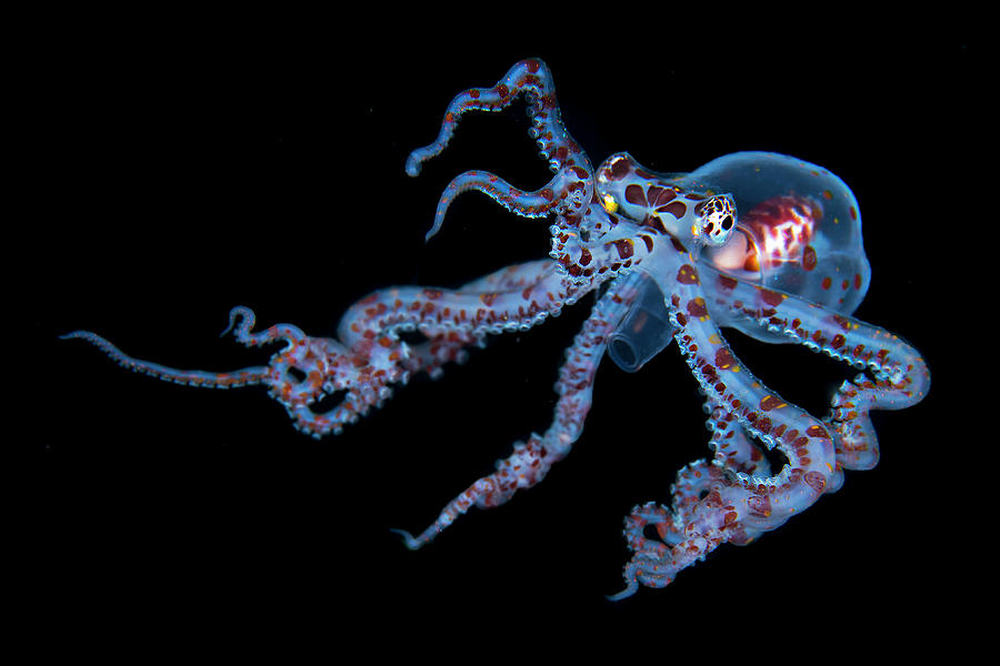 Octopus Photograph - Juvenile Octopus by Simon Lorenz