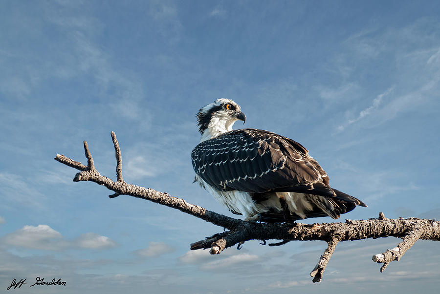 Juvenile Osprey Perched in a Tree Photograph by Jeff Goulden