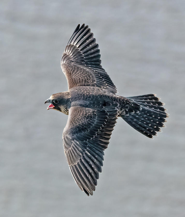 Juvenile Peregrine Falcon from Above Photograph by Scott Miller