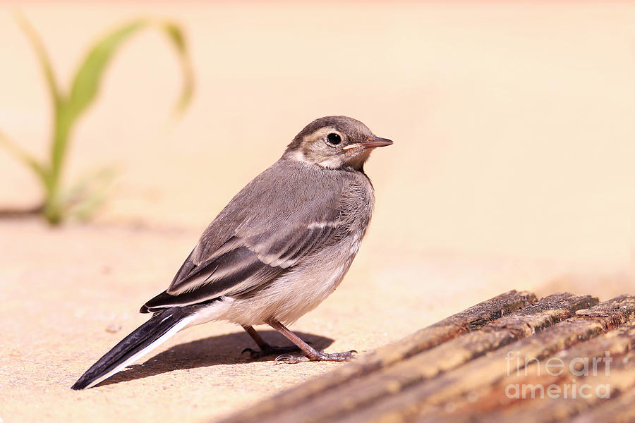 Juvenile Pied Wagtail Photograph by Terri Waters