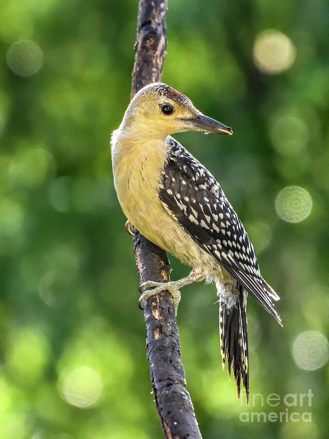 Juvenile Red-bellied Woodpecker Photograph