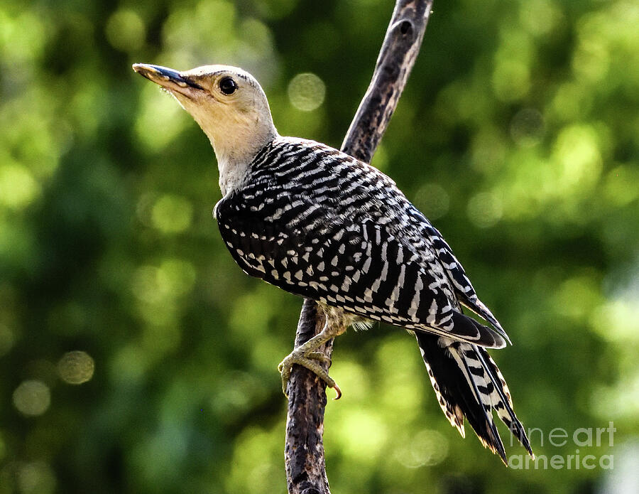 Juvenile Red-bellied Woodpecker In Morning Light Photograph
