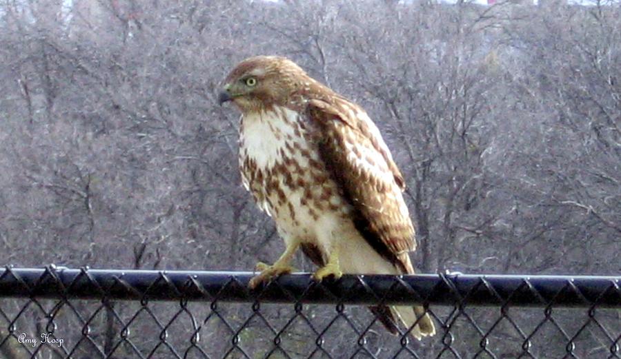 Juvenile Red-Shouldered Majestic Hawk Photograph by Amy Hosp