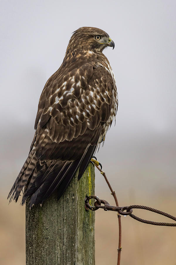 Juvenile Red Tail Hawk Photograph by Wes and Dotty Weber