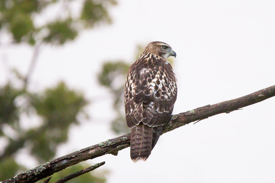 Juvenile Red-tailed Hawk 2022 01 Photograph