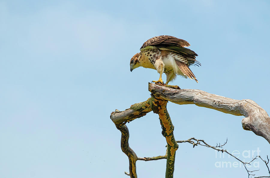 Juvenile Red-Tailed Hawk Facing Unknown Photograph by Charline Xia
