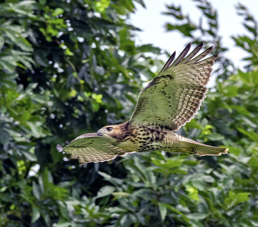 Juvenile Red-tailed Hawk in Flight Photograph by Scott Miller