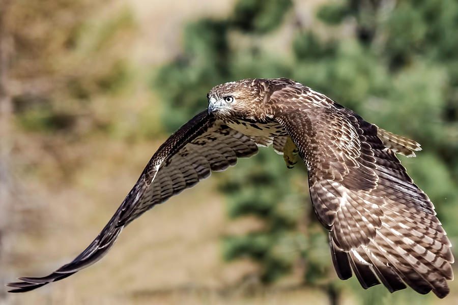 Juvenile Red-Tailed Hawk on the Hunt  Photograph by Dawn Key
