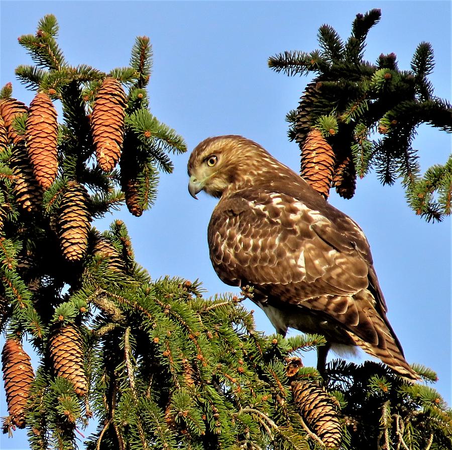 Juvenile Red-Tailed Hawk Perched  Among the Pine Cones  Photograph by Linda Stern