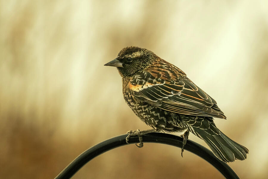 Juvenile Red-winged Blackbird 1 Photograph by Dodie Ross Juvenile Red-winged Blackbird 1 Photograph by Dodie Ross