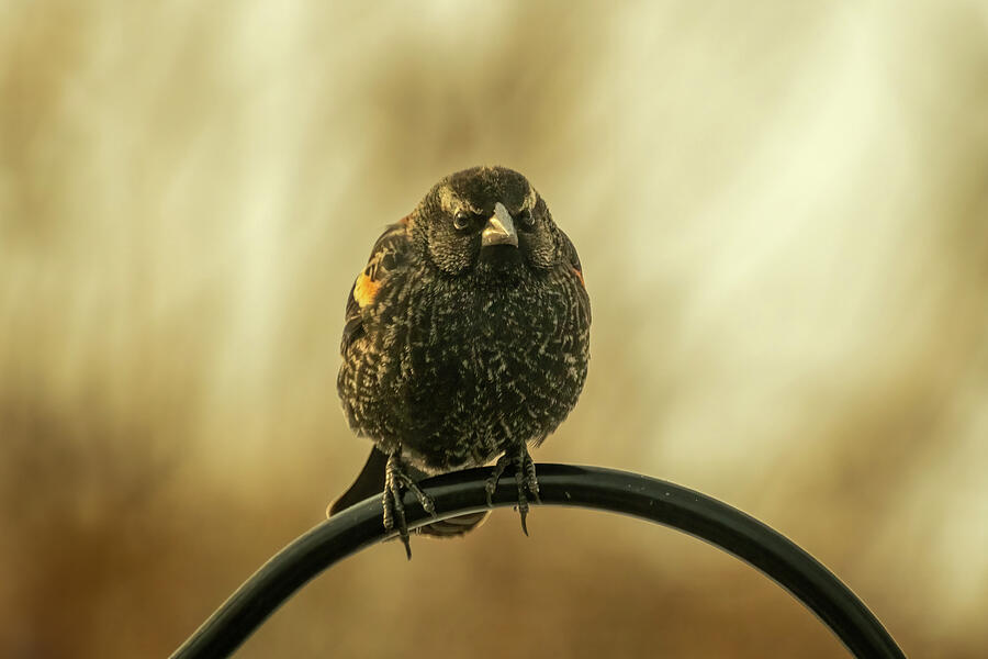 Juvenile Red-winged Blackbird 2 Photograph by Dodie Ross Juvenile Red-winged Blackbird 2 Photograph by Dodie Ross