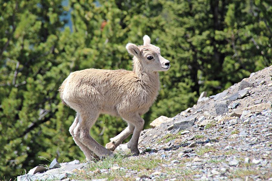 Juvenile Rocky Mountain Bighorn Sheep Photograph