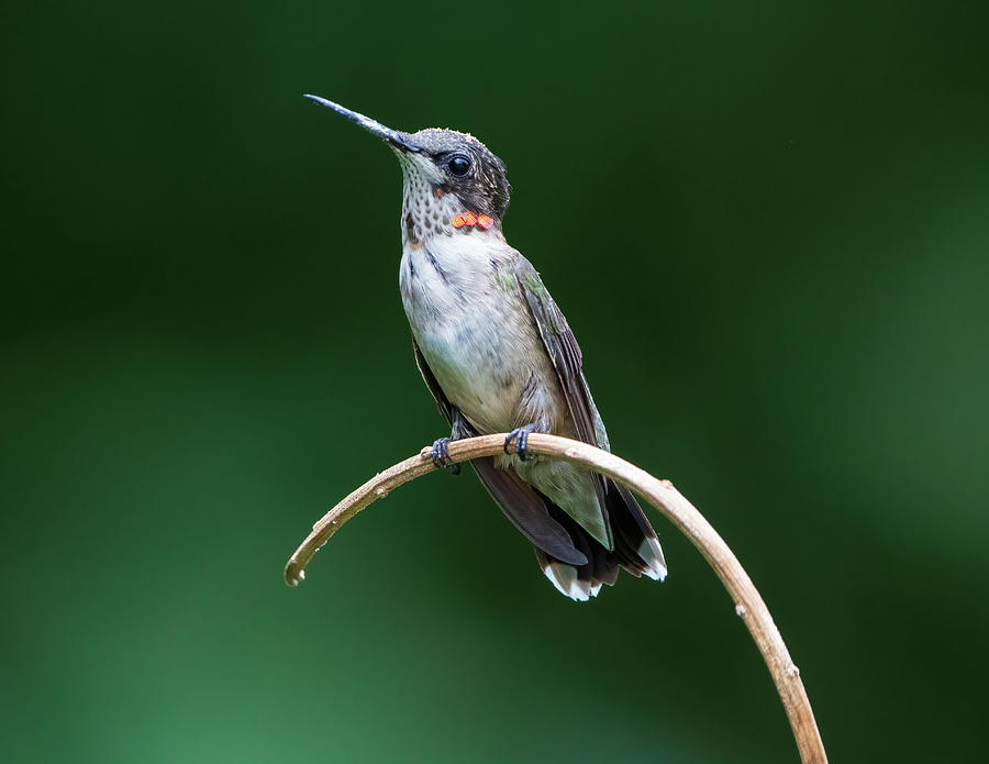 Juvenile Ruby-Throated Hummingbird Photograph by Chad Meyer
