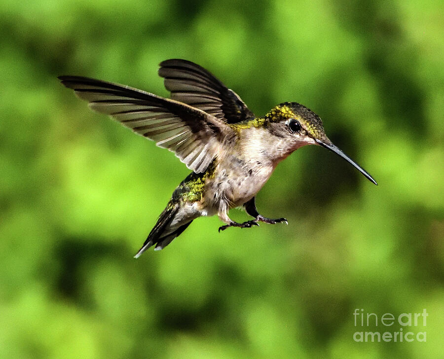 Juvenile Ruby-throated Hummingbird Coming In For A Landing Photograph